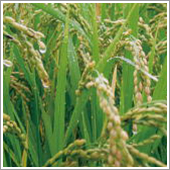 ＨＢ－１０１で稲の根の張りが良く、勢いの有る稲に育ちます。