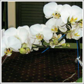 枯れかかっていた胡蝶蘭がＨＢ－１０１のおかげで見事に生き返り、花を咲かせました。
