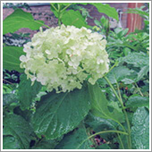ＨＢ－１０１でアジサイの仲間のアナベルの花の白の色合いが良いです。
