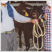 ニオワンダフルで育った子牛は、今回も高値がつきました。
