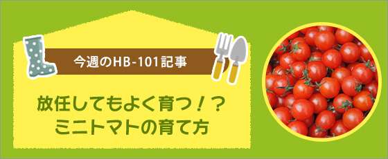 放任してもよく育つ!?ミニトマトの育て方