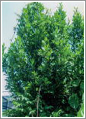ＨＢ－１０１のおかげでローリエ（月桂樹）が左右に枝を広げ、高い木に生長しました。