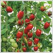 ＨＢ－１０１で育つミニトマトは豊かな光沢を放ち、鈴なりで、ほっぺたが落ちる程おいしいです。
